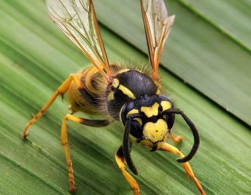 预防黄蜂吃瓜的措施,预防黄蜂侵袭的实用策略