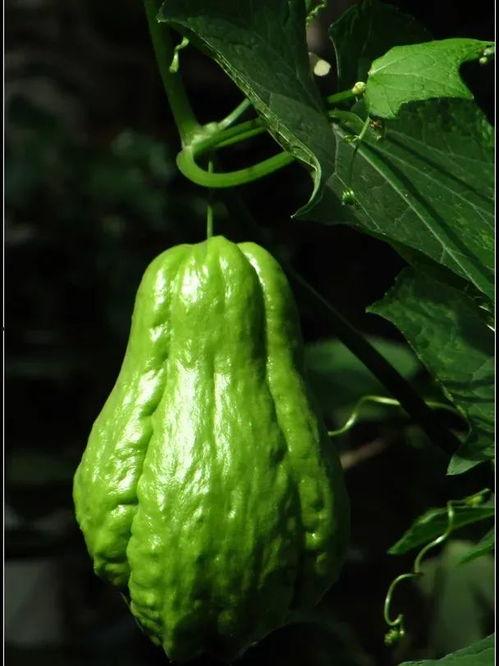 共享相册吃瓜,揭秘娱乐圈幕后趣闻