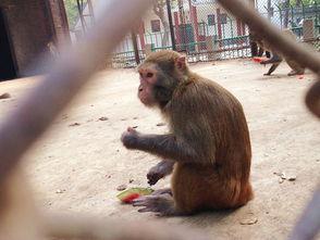吃瓜女猴子,吃瓜女猴子的趣味生活记
