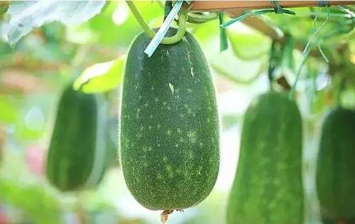 瓜什么时间吃,揭秘最佳食用时间，尽享时令美味